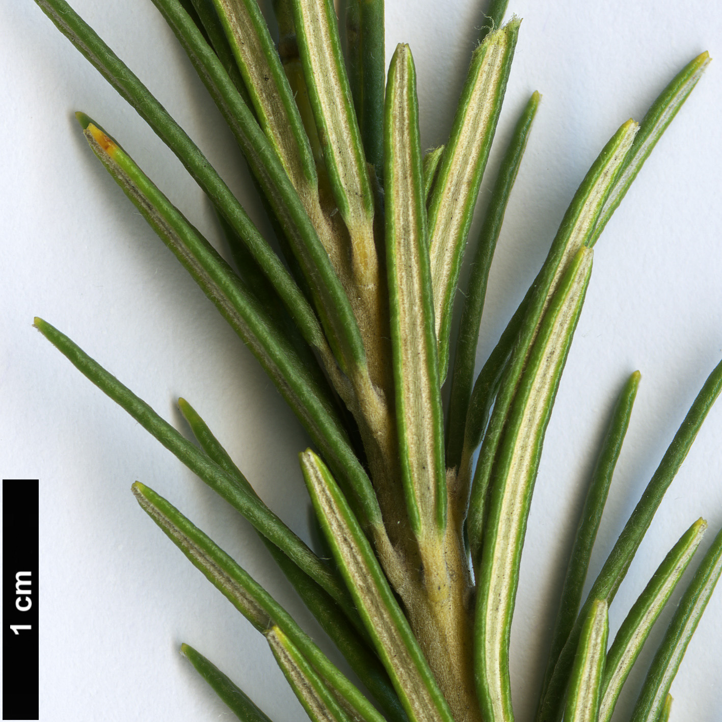 High resolution image: Family: Proteaceae - Genus: Banksia - Taxon: ericifolia - SpeciesSub: subsp. ericifolia